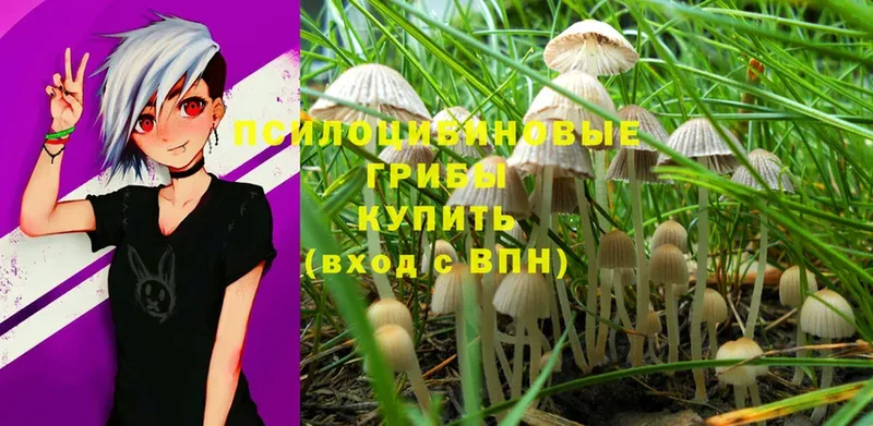 МЕГА зеркало  купить наркотик  Кашин  Псилоцибиновые грибы Psilocybe 